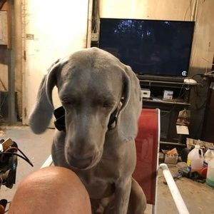 Meet your Posher, Beau